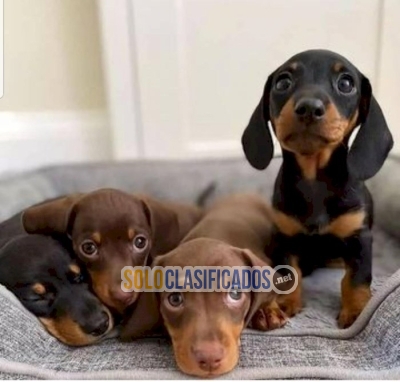 Male and female golden dachshund puppies at a good price for sale... 