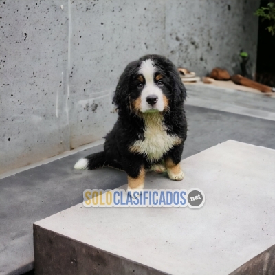 Hermosos cachorros Perro de montaña de Bernese con las mejores co... 