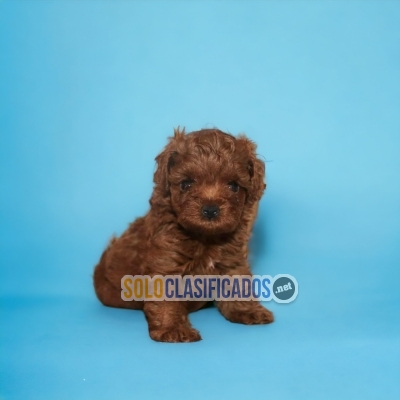 Raza French Poodle Red lo mejor para tu hogar!... 