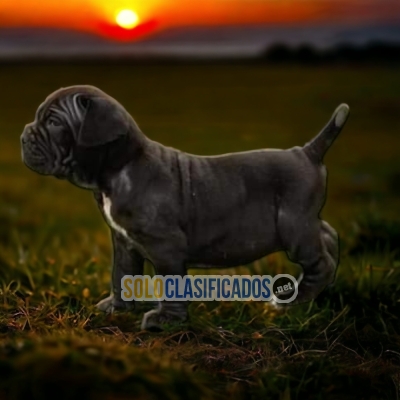 CANE CORSO AVAILABLIE NORTH CAROLINA... 