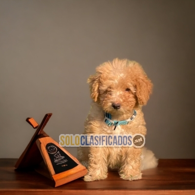 ENCANTADOR CACHORRO GOLDEN DOODLE... 