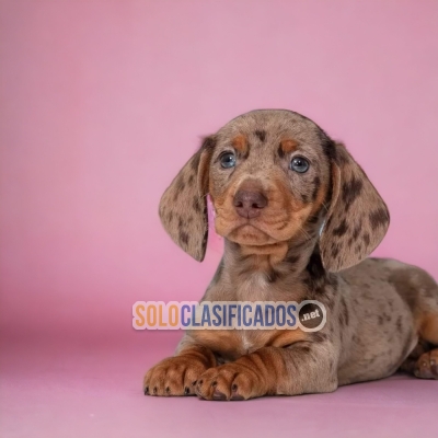 Beautiful puppies available now: Chocolate Dachshund Arlequin... 