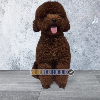 FFRENCH POODLE CHOCOLATE HERMOSO Y LINDO... 