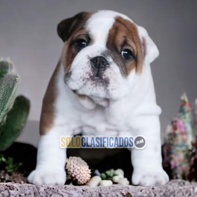 BULLDOG INGLÉS  HAPPINESS FOR YOUR HOME... 
