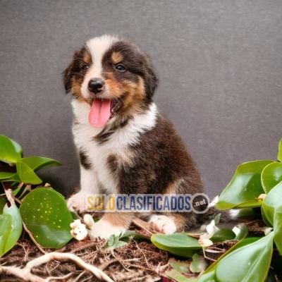 BEAUTIFUL BODER COLLIE FOR SALE... 