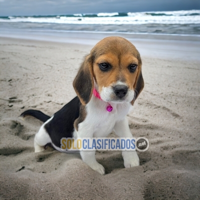 Lindos cachorros de raza Beagle Harrier... 