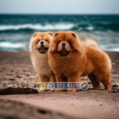 Beautiful puppies available now: CHOW CHOW... 