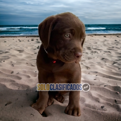 Beautiful puppies available now: LABRADOR RETRIEVIER... 