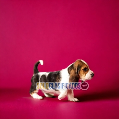 BASSET HOUND AVAILABLE... 