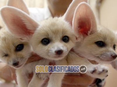 Registered Fennec fox available for sale... 
