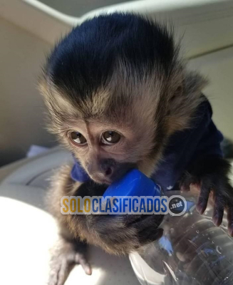 Monos capuchinos hermosos y saludables Disponibles...