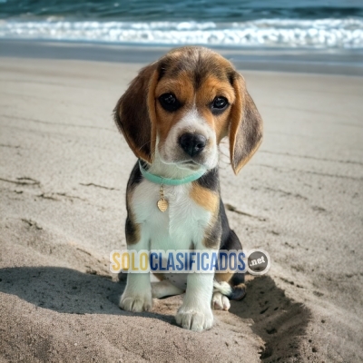 Disponible cachorro raza Beagle Pocket... 