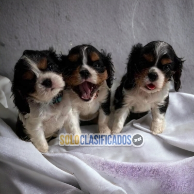 CAVALIER KING DISPONIBLE/ AVAILABLE... 