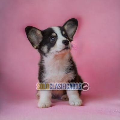 CORGI DE PEMBROKE         IT WILL BE YOUR BEST COMPANY FROM NOW O... 