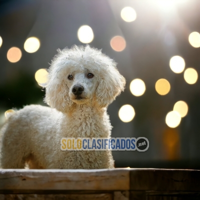Puppies available now: FRENCH POODLE... 