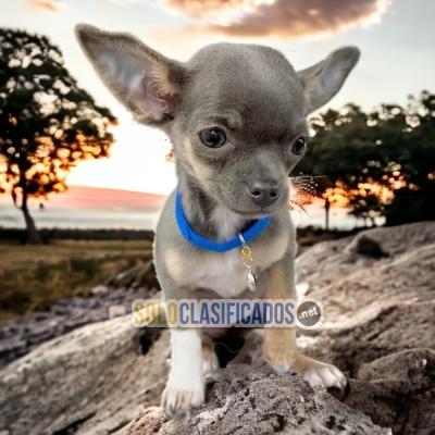 CHIHUAHUA CABEZA DE MANZANA  PETS AVAILABLE NOW  THE BEST PRICE... 