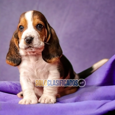 BASSET HOUND AVAILABLIE IN NORTH CAROLINA... 