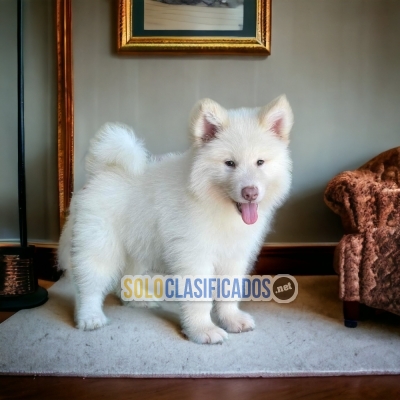 Alaska malamute... 