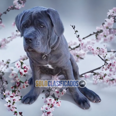 PRECIOSOS CANE CORSO ilinois... 