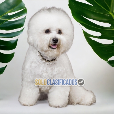 BICHON FRISE DOGS AVAILABLE... 
