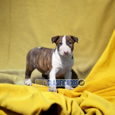 BEAUTIFUL PUPPIES BULLDOG TERRIER... 