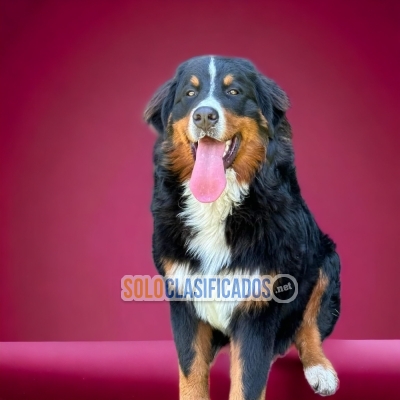 Precioso cachorro Bernes de Montaña paqui te dejamos los detalles... 