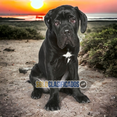 CANE CORSO DOGS AVAILABLE... 