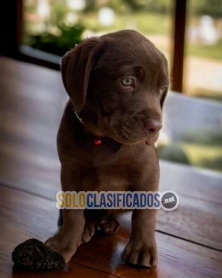 Labrador Retriever disponibles  con las mejores condiciones del m... 