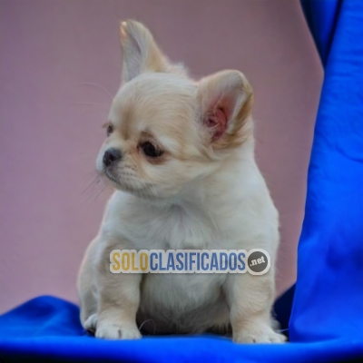 Chihuahua de Pelo Largo Unicos y Bellos Cachorros Para Su Familia... 