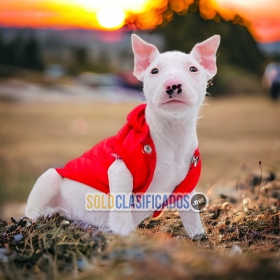 HERMOSO BULL TERRIER DISPONIBLE AQUI... 