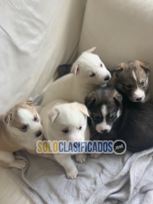 SIBERIAN HUSKY PUPPIES FOR A LOVING HOME FOR SALE!!!... 
