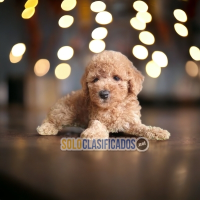 CUTE PUPPIES FRENCH POODLE APRICOT... 