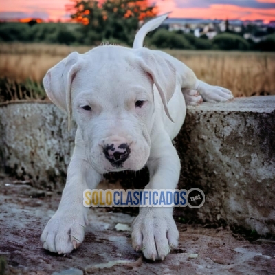 Dogo Argentino Maravillosos Cachorros... 