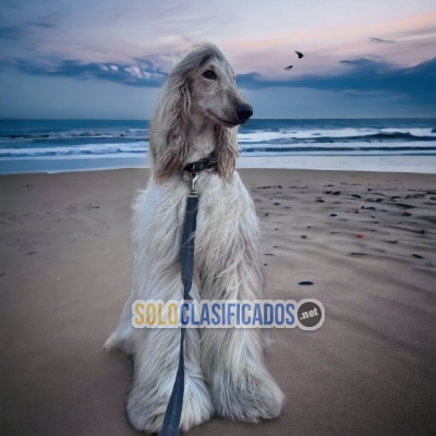 Beautiful puppies AFGHAN HOUND available  with the best market co... 