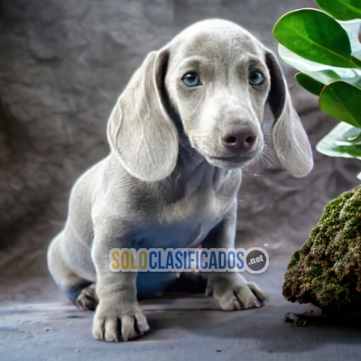 DACHSHUND BLUE LOVE PUPPY... 