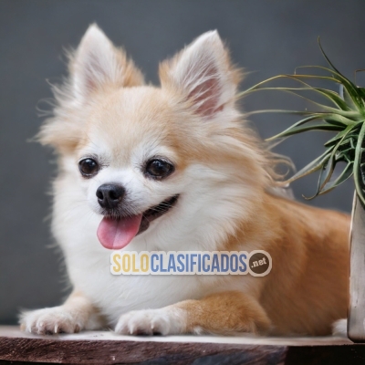 Chihuahua de Pelo Largo Unique Puppies for Your Home... 