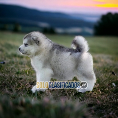 Furry ALASKAN MALAMUTE... 