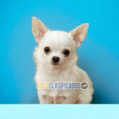 CHIHUAHUA LONG HAIR AVAILABLIE NORTH CAROLINA... 