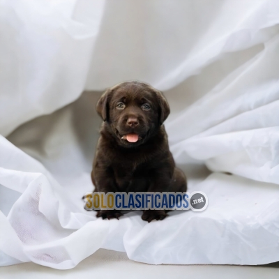 DISPONIBLES LABRADOR RETRIEVIER / AVAILABLE LABRADOR RETRIEVIER... 