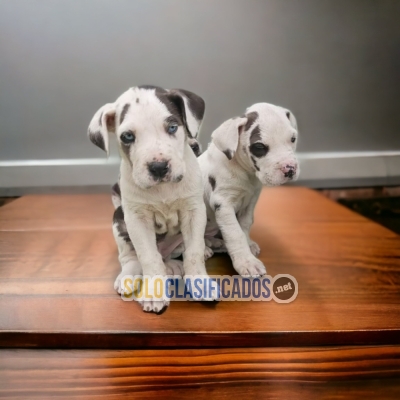 LOVELY  GRAN DANES PETS AVAILABLE NOW... 