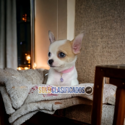 SALE OF BEAUTIFUL PUPPIES OF CHIHUAHUA CABEZA DE MANZANA... 