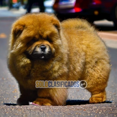 Lindos CHOW CHOW para tu hogar... 