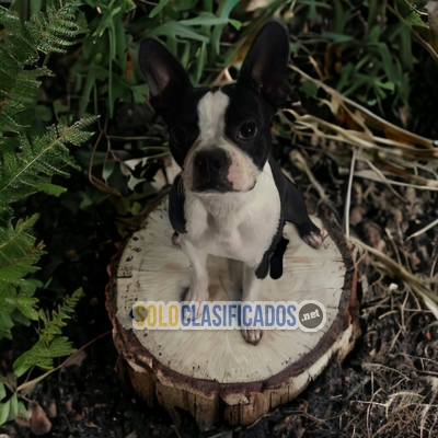 Preciosos Cachorros Boston Terrier adorables... 