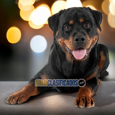 ROTTWEILER LINEA ALEMÁN  A FURRY FOR YOUR HOME... 