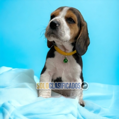 Beautifuls puppies Beagle Poket Americano q... 