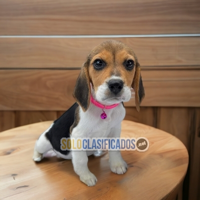 CACHORROS BEAGLE HARRIER DISPONIBLES... 