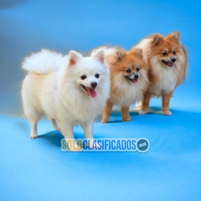 POMERANIAN/POMERANIA... 