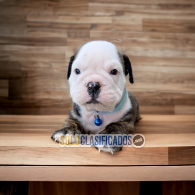 CUTE NORMAL ENGLISH BULLDOG... 