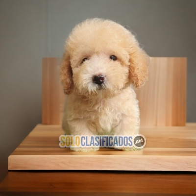 CACHORRO FRENCH POODLE CHOCOLATE  DISPONIBLE... 