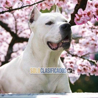 2ADORABLE DOGO ARGENTINO... 